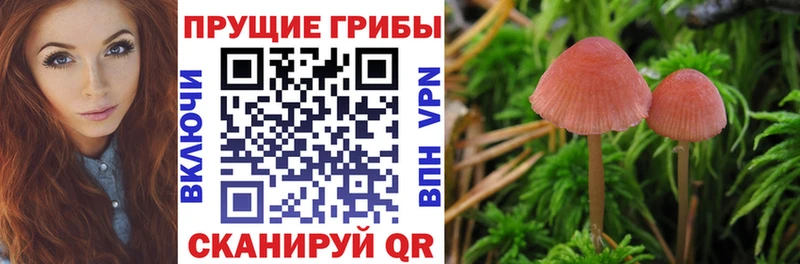 Купить где  Дзержинский  Галлюциногенные грибы GOLDEN TEACHER 
